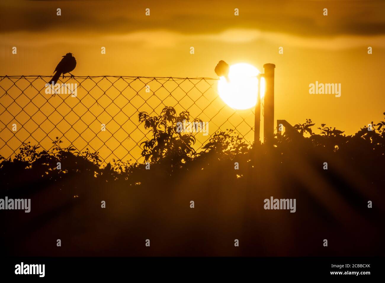 uccello appollaiato su una recinzione all'alba Foto Stock