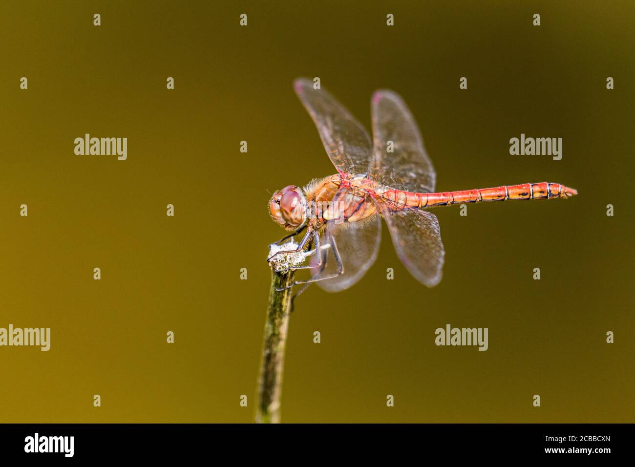 Aberystwyth, Regno Unito. 12 agosto 2020. REGNO UNITO. Come thunder rotolò dragonflies (maschile comune darter (rosso), maschio nero darter (nero con un po 'di giallo)) e damselflies * (smeraldi comuni che si accoppiano su una lama di erba) stavano facendo la maggior parte del caldo sole per nutrirsi e accoppare intorno a uno stagno nel Galles centrale. Credit: Phil Jones/Alamy Live News Foto Stock