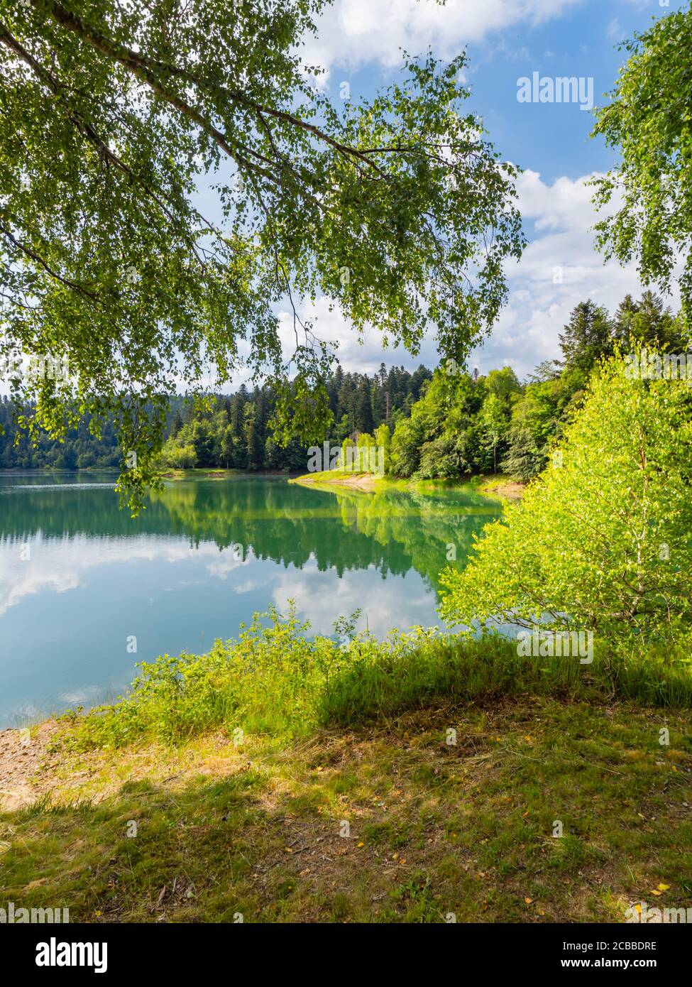Verde foresta bella natura preservata ambiente naturale stagione primaverile Nel lago Mrzla votica in Croazia Europa Foto Stock