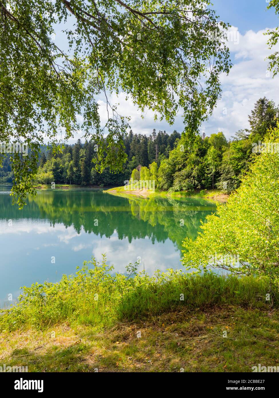 Verde foresta bella natura preservata ambiente naturale stagione primaverile Nel lago Mrzla votica in Croazia Europa Foto Stock