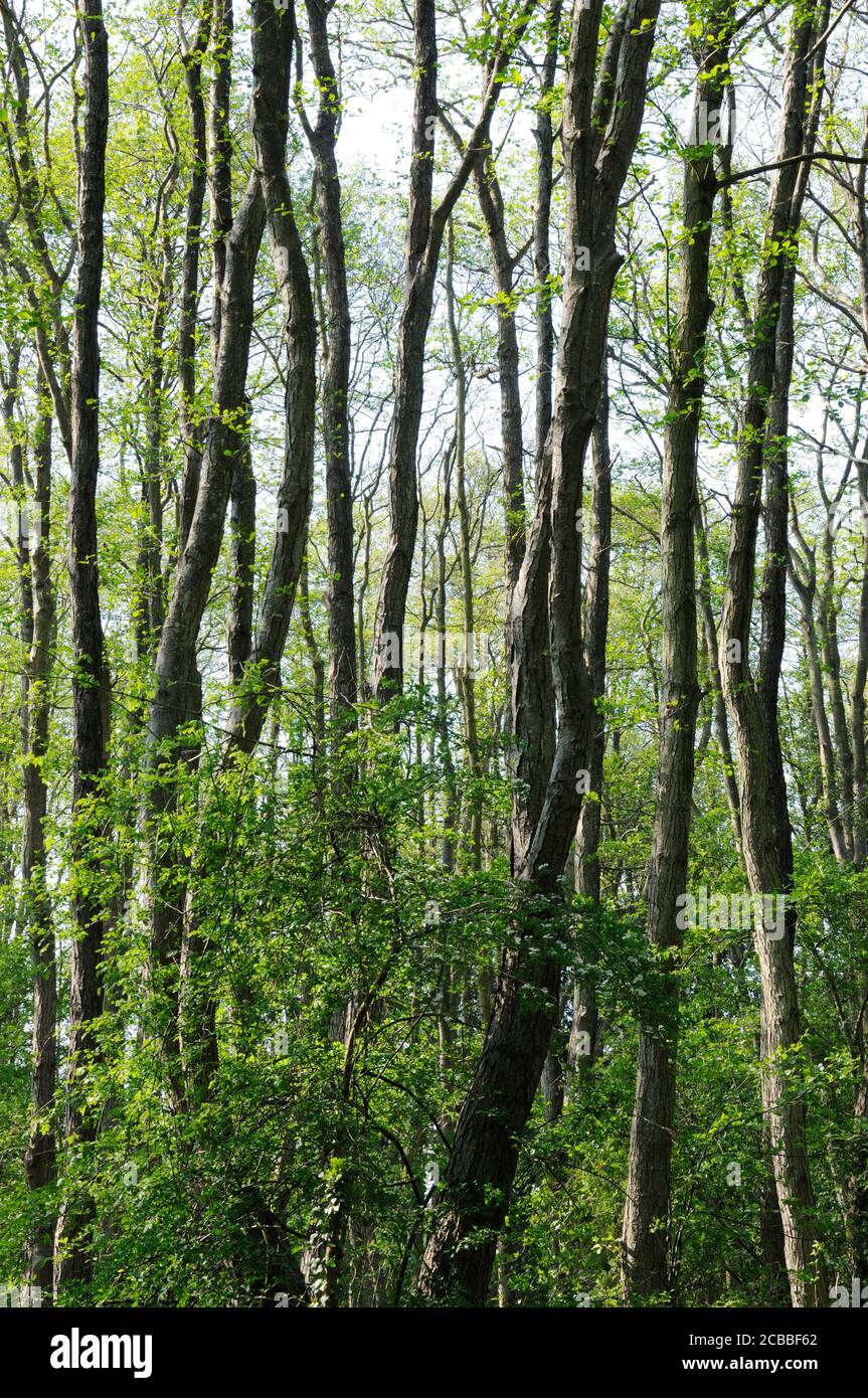 I gambi verticali di alberi in bosco Foto Stock