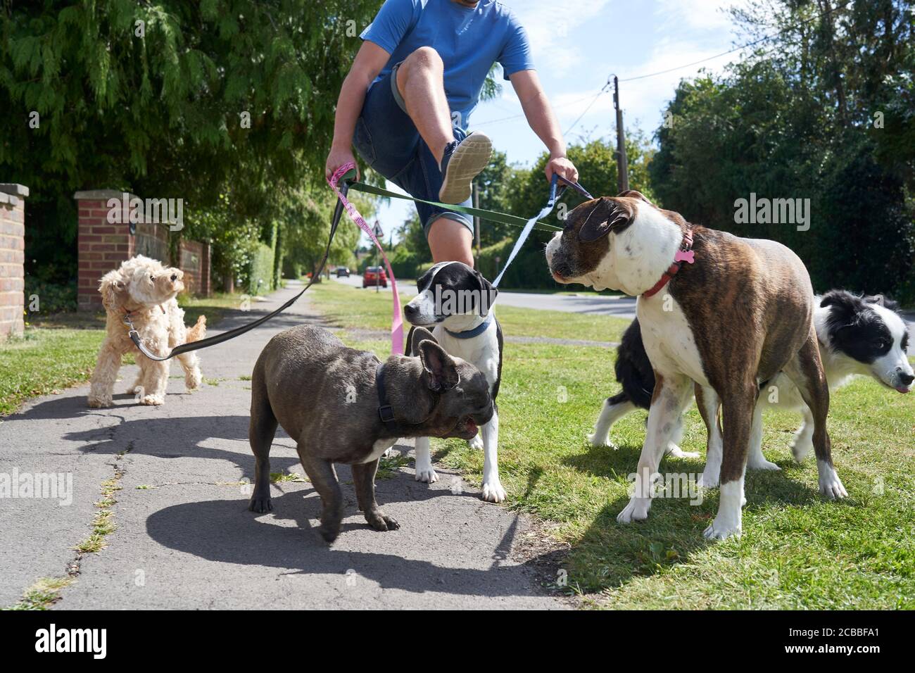 Giovane uomo cane Walker che lotta per camminare cani lungo surburban via Foto Stock