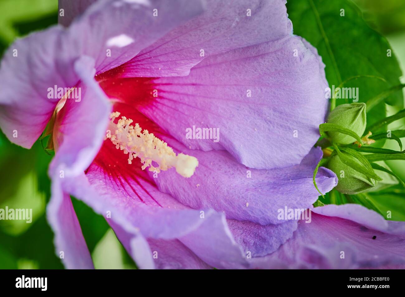 Macrofotografia di un ibisco rosa luminoso alla luce del sole. Foto Stock