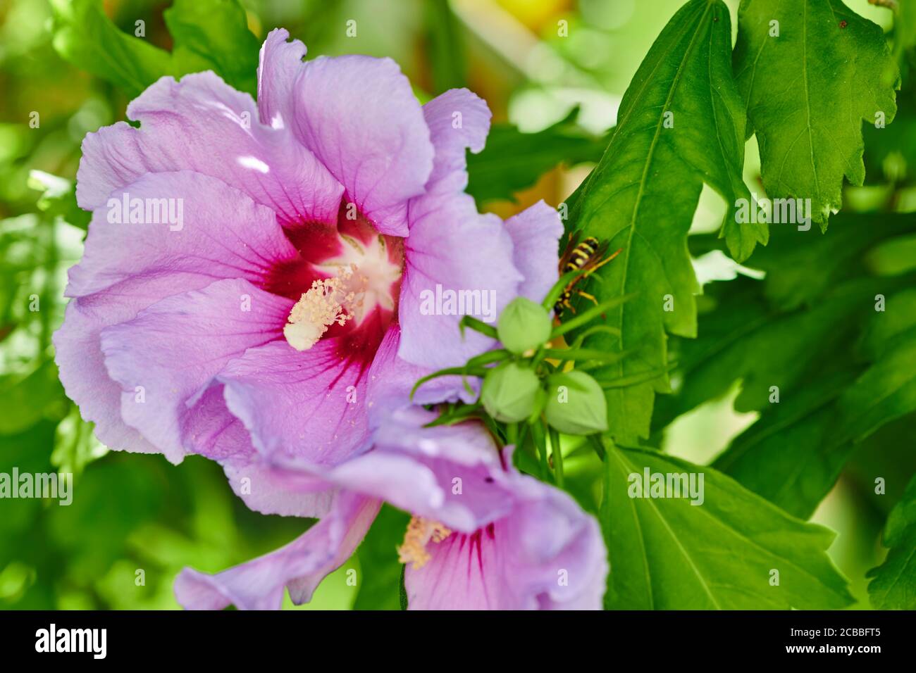 Macrofotografia di un ibisco rosa luminoso alla luce del sole. Foto Stock