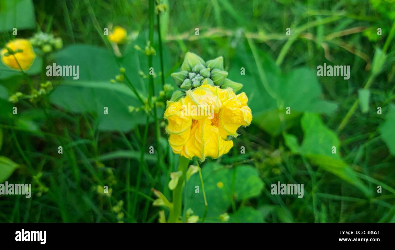 Fiore di zucca di cera. Fiore giallo con sfondo verde. Foto Stock