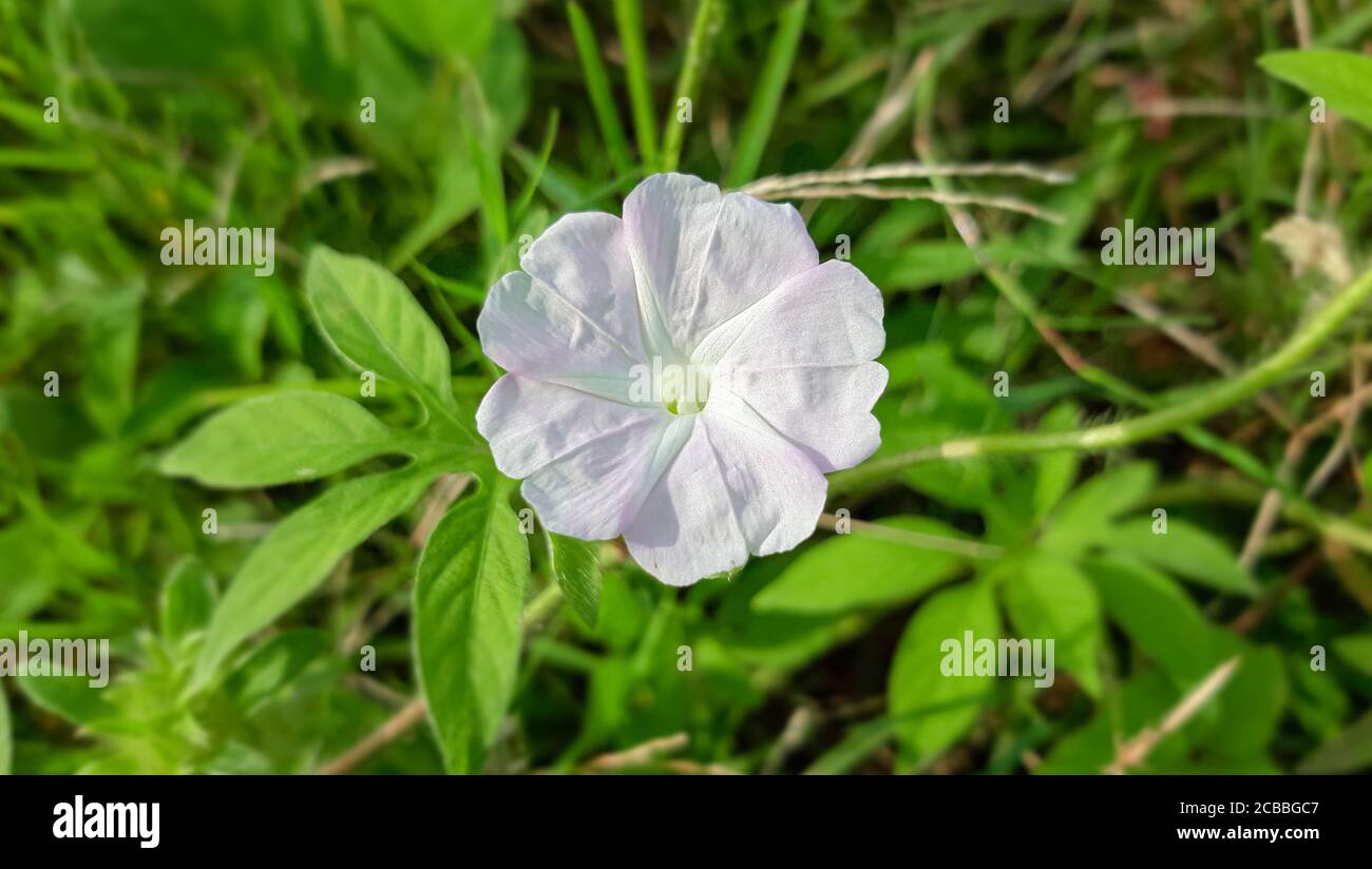 Bel fiore bianco e rosa Luna con sfondo verde. Foto Stock
