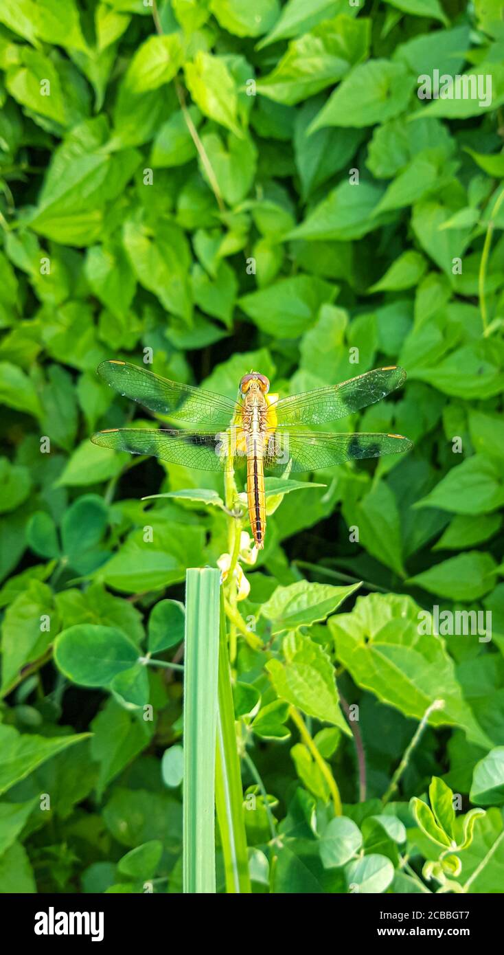 Bella Orange Dragonfly con sfondo verde Foto Stock