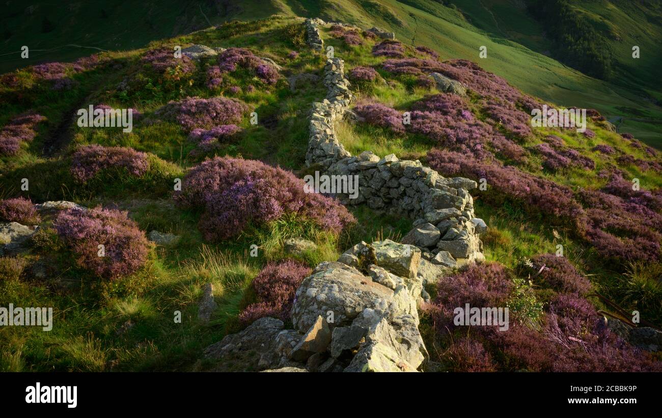 Heather by a Stone Wall, Langdale, Lake District, Inghilterra Foto Stock