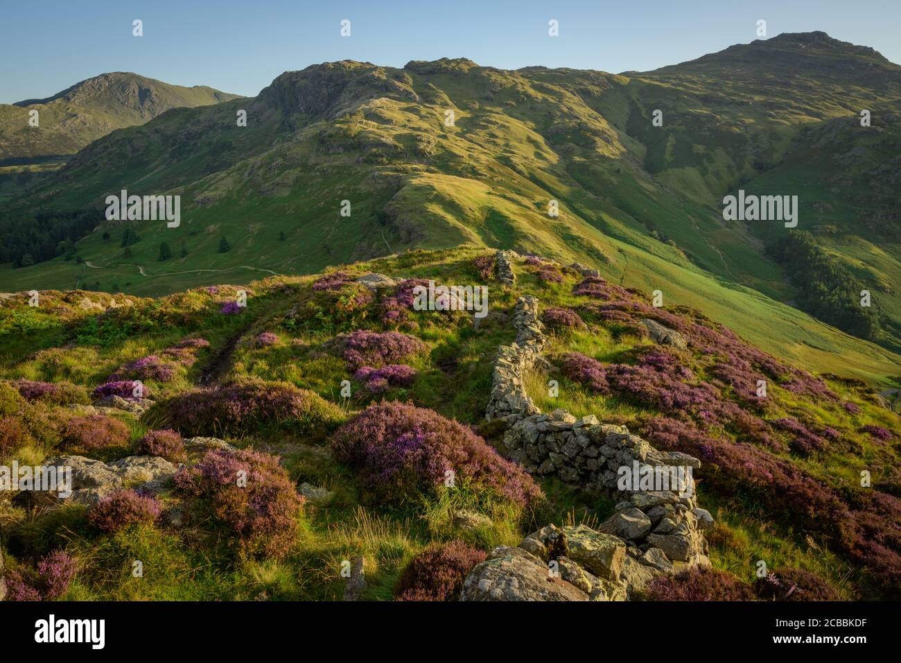 Stone Wall e Heather, Side Pike, Langdale, Lake District, Inghilterra Foto Stock