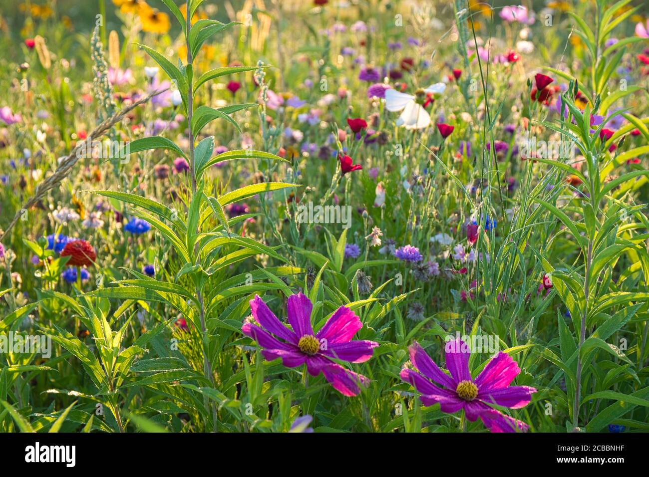 Prato di fiori selvatici in Alsazia in Francia nel Zona di Grand Ried Foto Stock