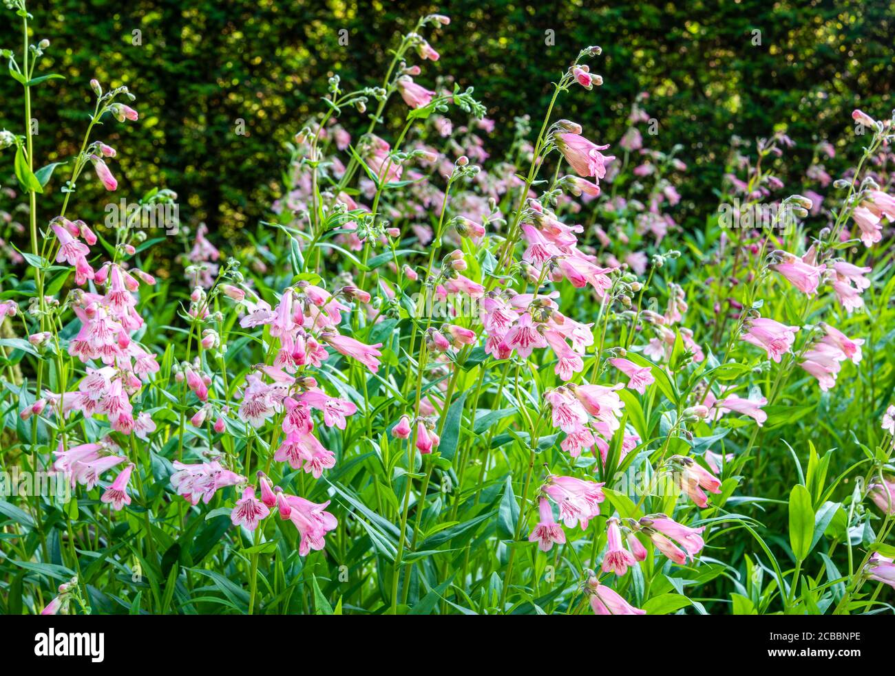 Punte di fiori rosa pallido, rosso e bianco di Penstemon 'MacPenny's Pink' (lingua della barba) in un bordo soleggiato con siepe sfocato sullo sfondo. Foto Stock