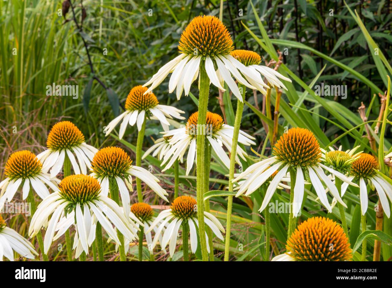 Gruppo di fiori di arancio e bianco, Echinacea purpurea 'White Swan', che cresce al confine tra fogliame verde scuro, erbe e steli di piante. Foto Stock
