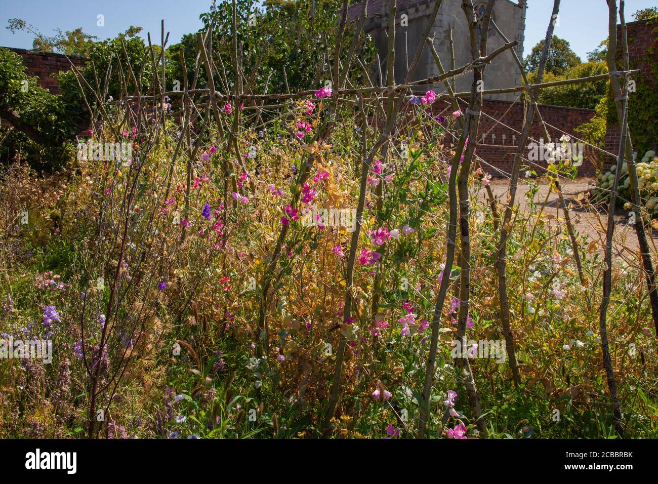 Doddington Hall Lincolnshire, piselli dolci in crescita, fragranza, giardino vittoriano, trellis, wigwam a forma di pali legati insieme, legatura con corda salita. Foto Stock