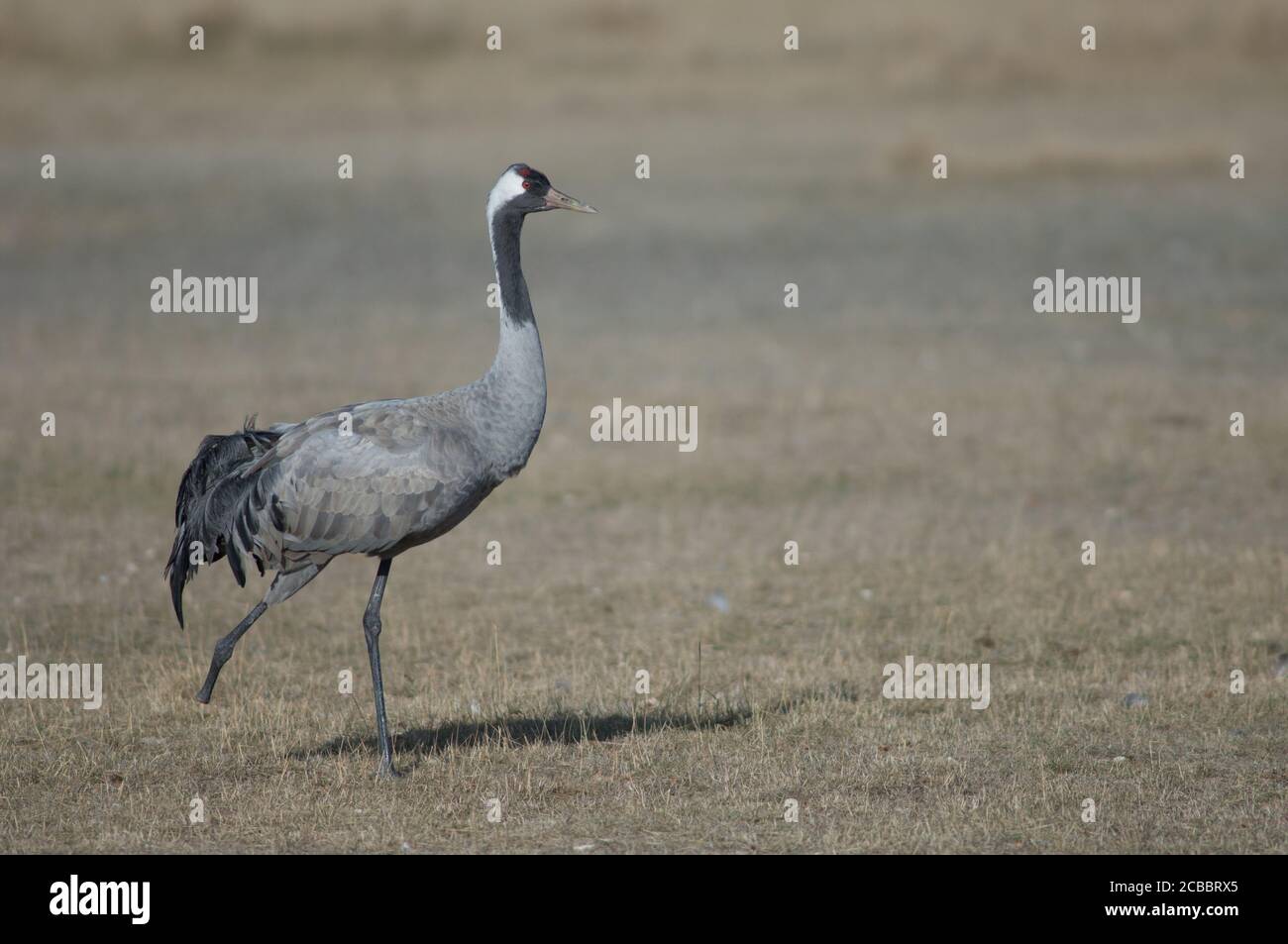 Gru comune Grus grus senza parte di una gamba. Riserva naturale della Laguna di Gallocanta. Aragona. Spagna. Foto Stock