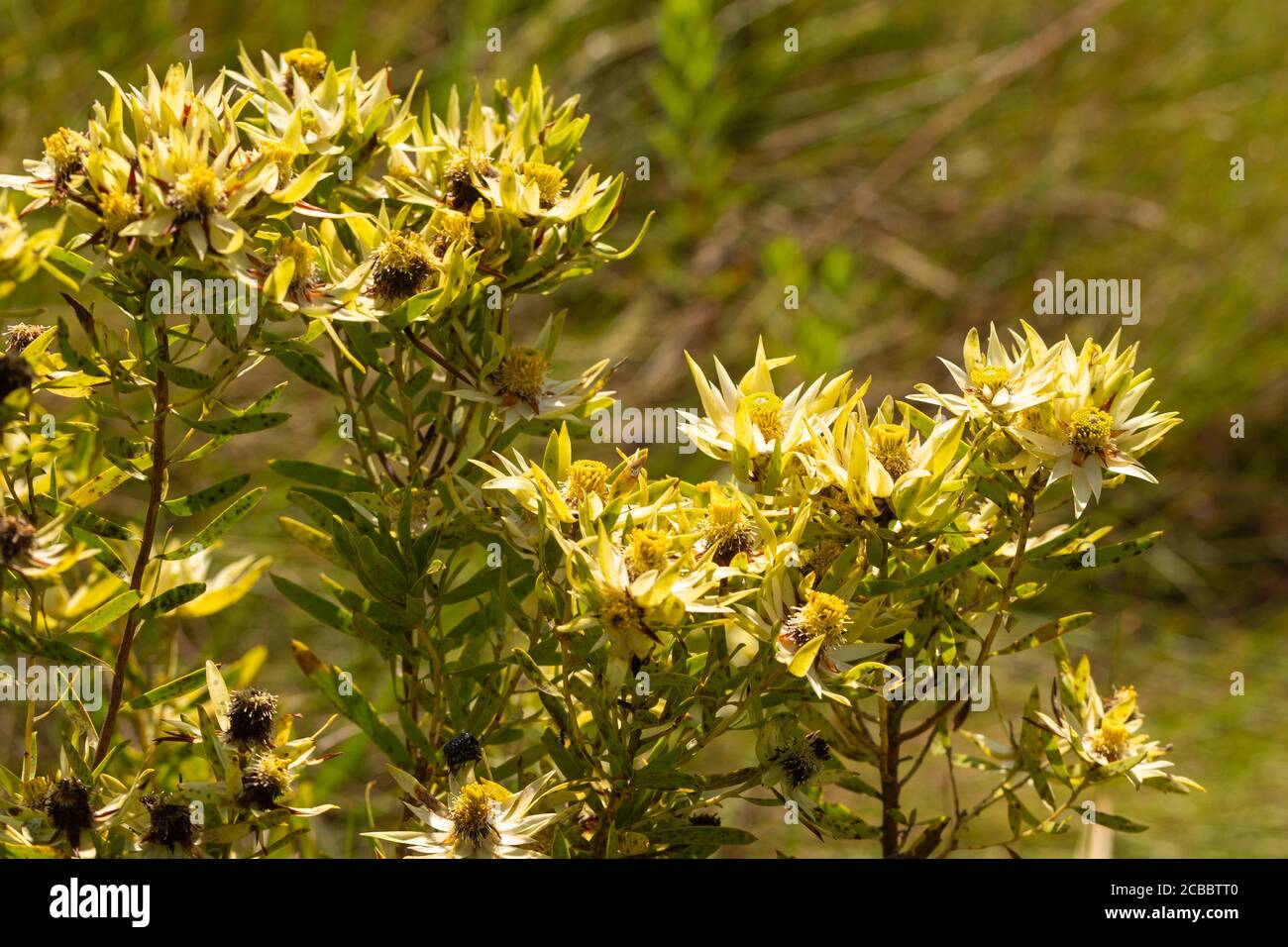Leucadendron spissifolium nella Riserva Naturale di Umtamvuna, vicino a Port Edwards, KwaZulu-Natal, Sudafrica Foto Stock