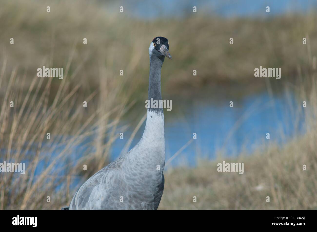 Gru comune Grus grus . Riserva naturale della Laguna di Gallocanta. Aragona. Spagna. Foto Stock