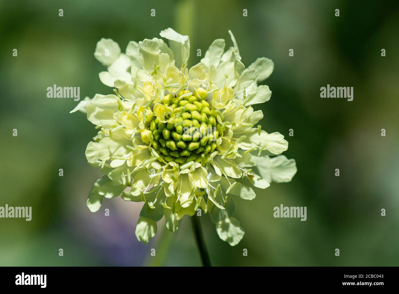 Il fiore di un gigante scabious (Cephalaria gigantea) Foto Stock