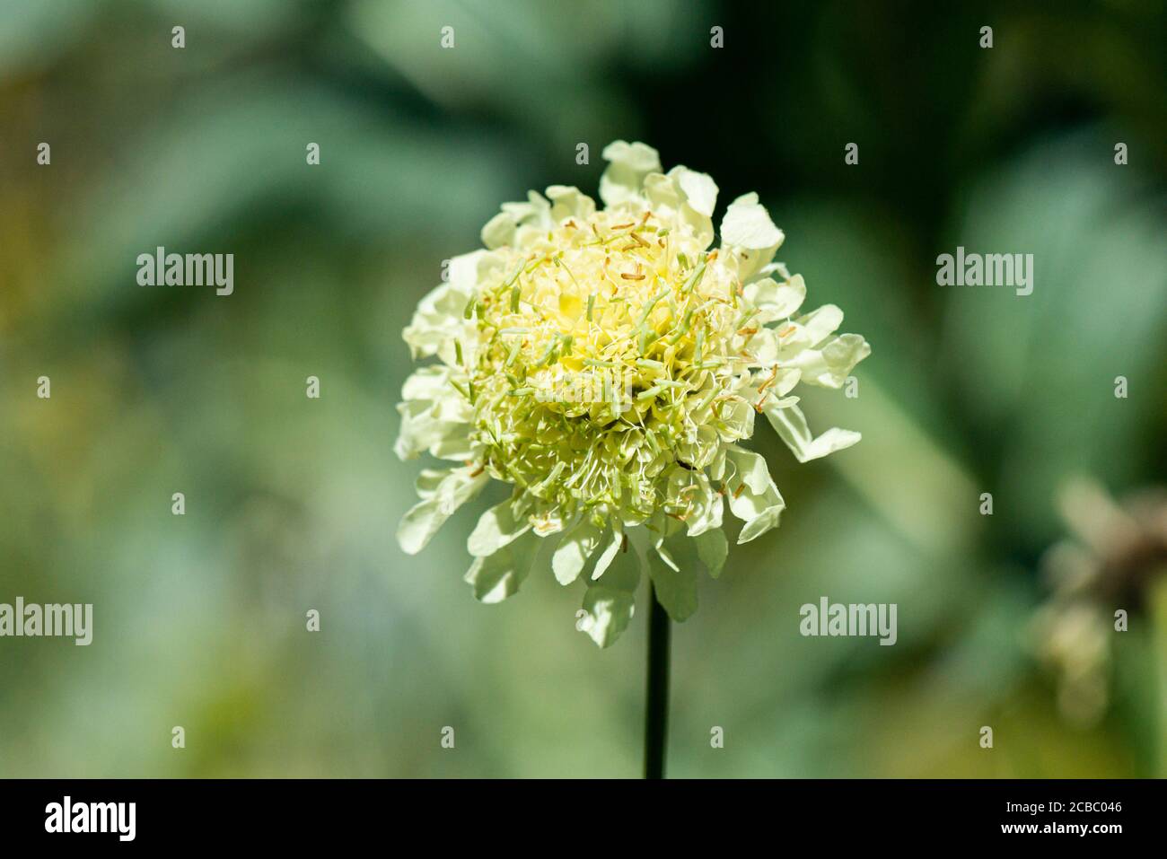 Il fiore di un gigante scabious (Cephalaria gigantea) Foto Stock