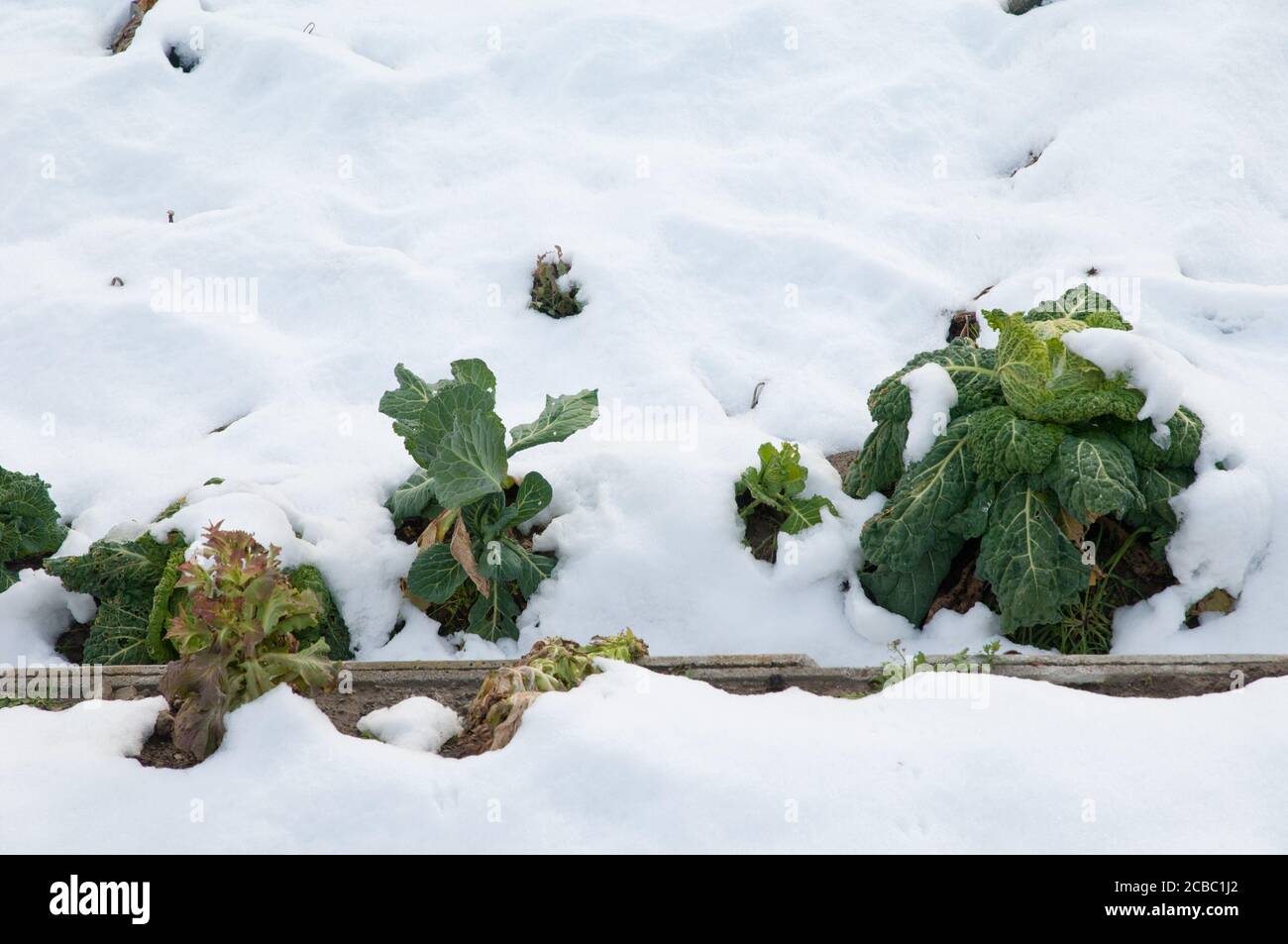 Cavoli Brassica oleracea ricoperti di neve. Sabinanigo Alto. Huesca. Aragona. Spagna. Foto Stock