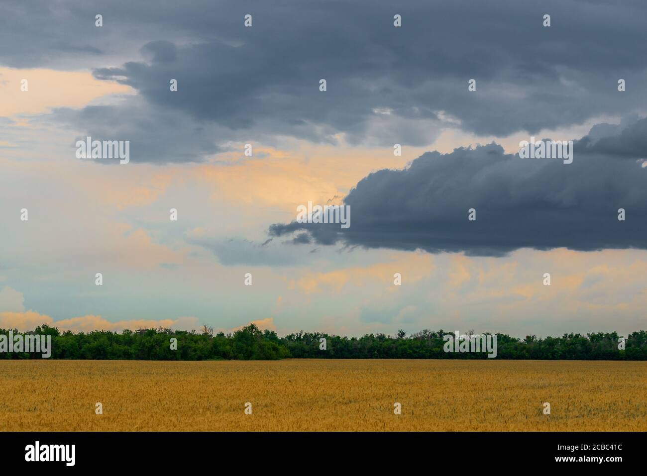 Campo secco di grano in alentejo con albero verde all'orizzonte. Foto Stock