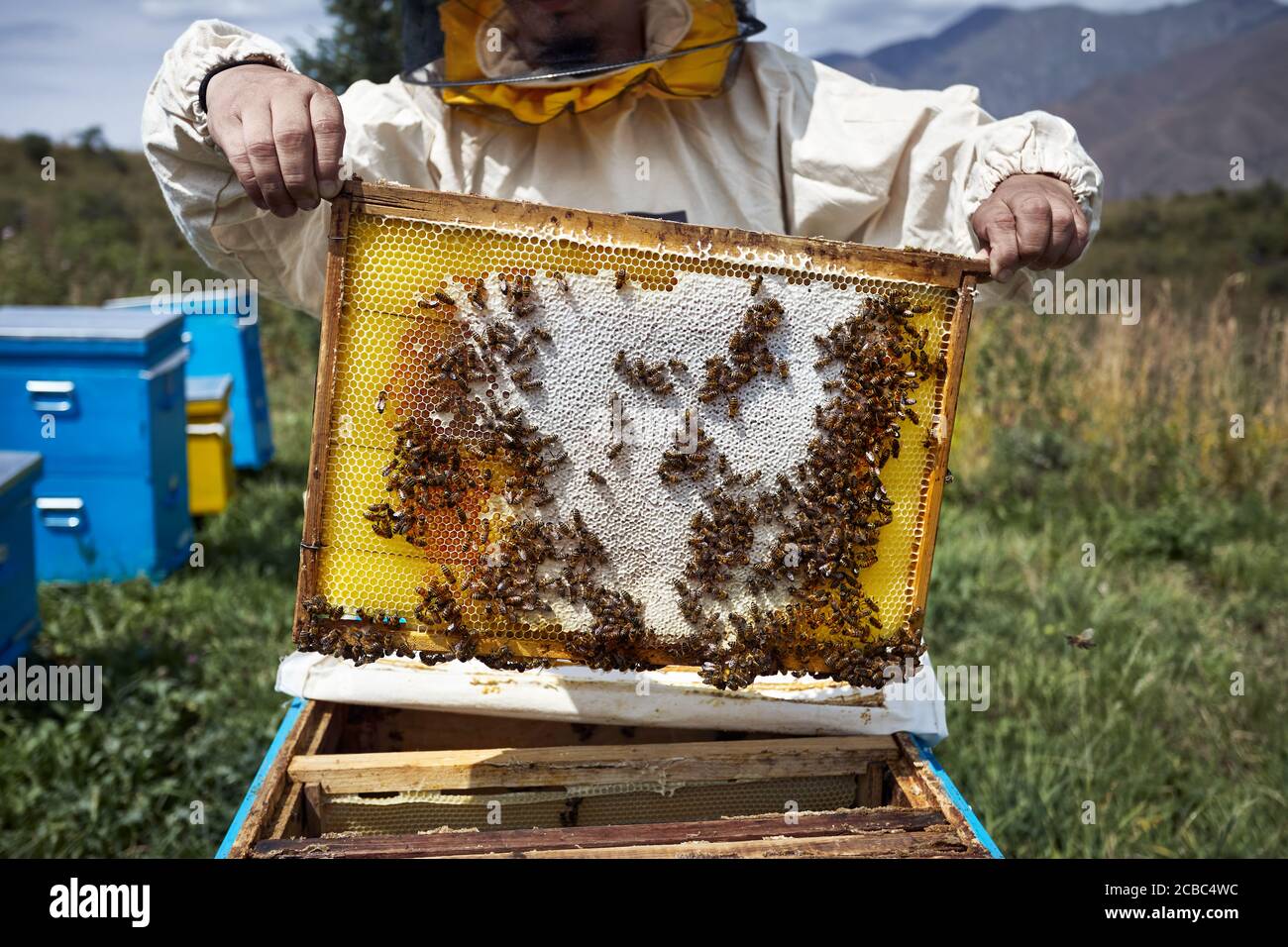 L'apicoltore in costume Protect sta tenendo una cornice alveare a. l'apiario in montagna Foto Stock
