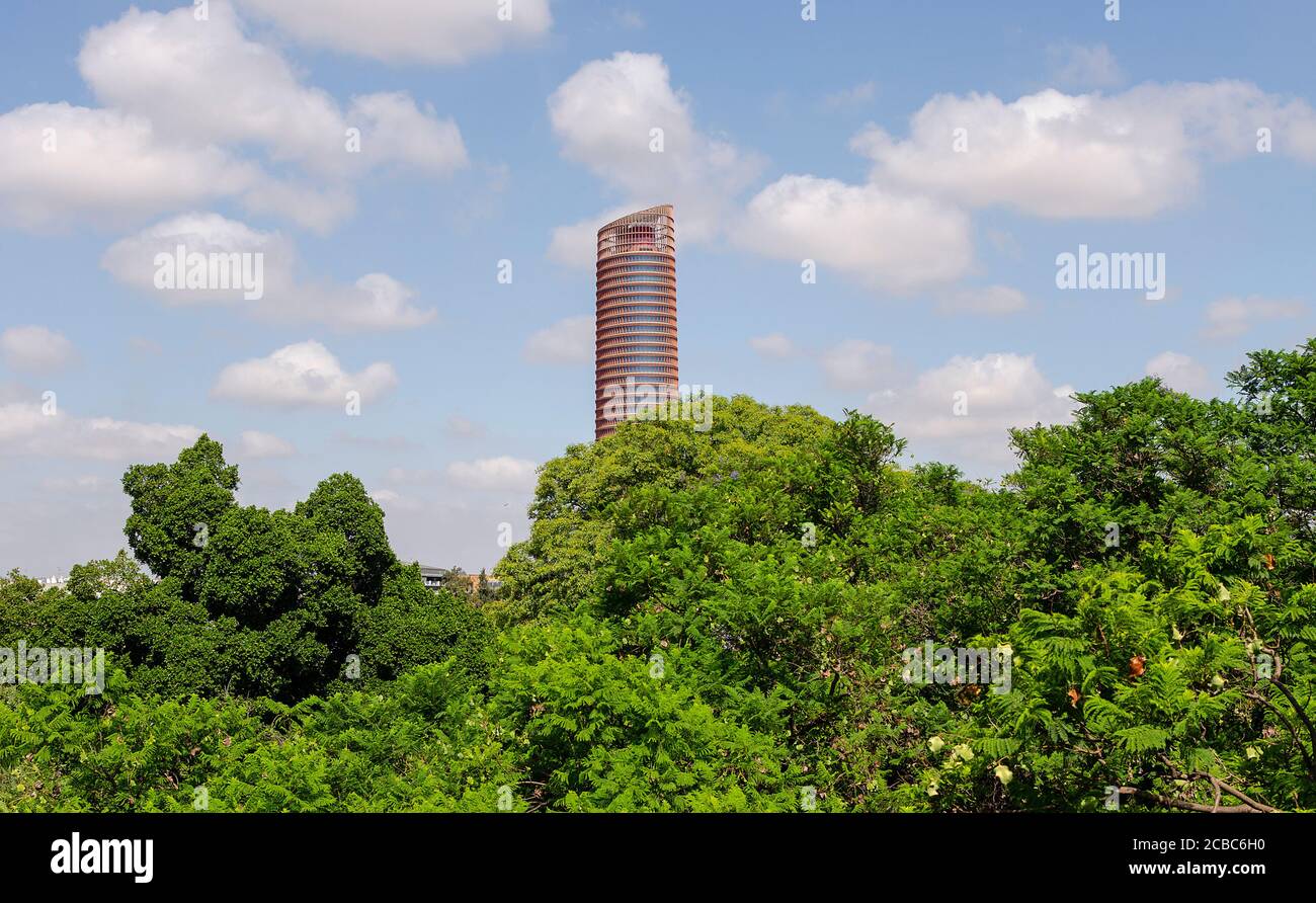 La Torre di Siviglia conosciuta fino al 2015 come la Torre dei pelli, l'edificio più alto della città. Verde jacaranda mimosifolia in primo piano Foto Stock
