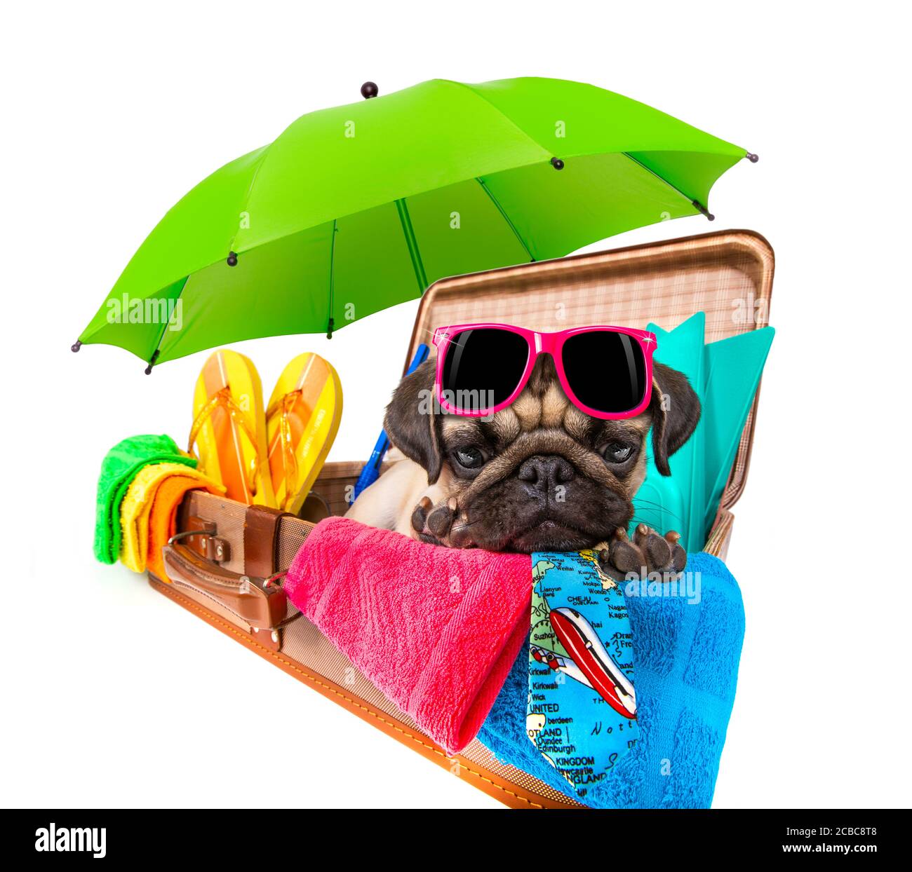 estate vacanza cane pug in lugagge pronto per le vacanze in spiaggia o in paradiso, isolato su sfondo bianco Foto Stock