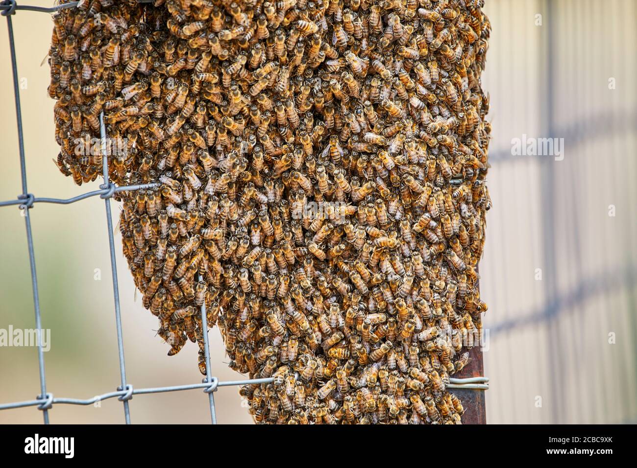 Grande sciame di api africanizzate su una fence Foto Stock