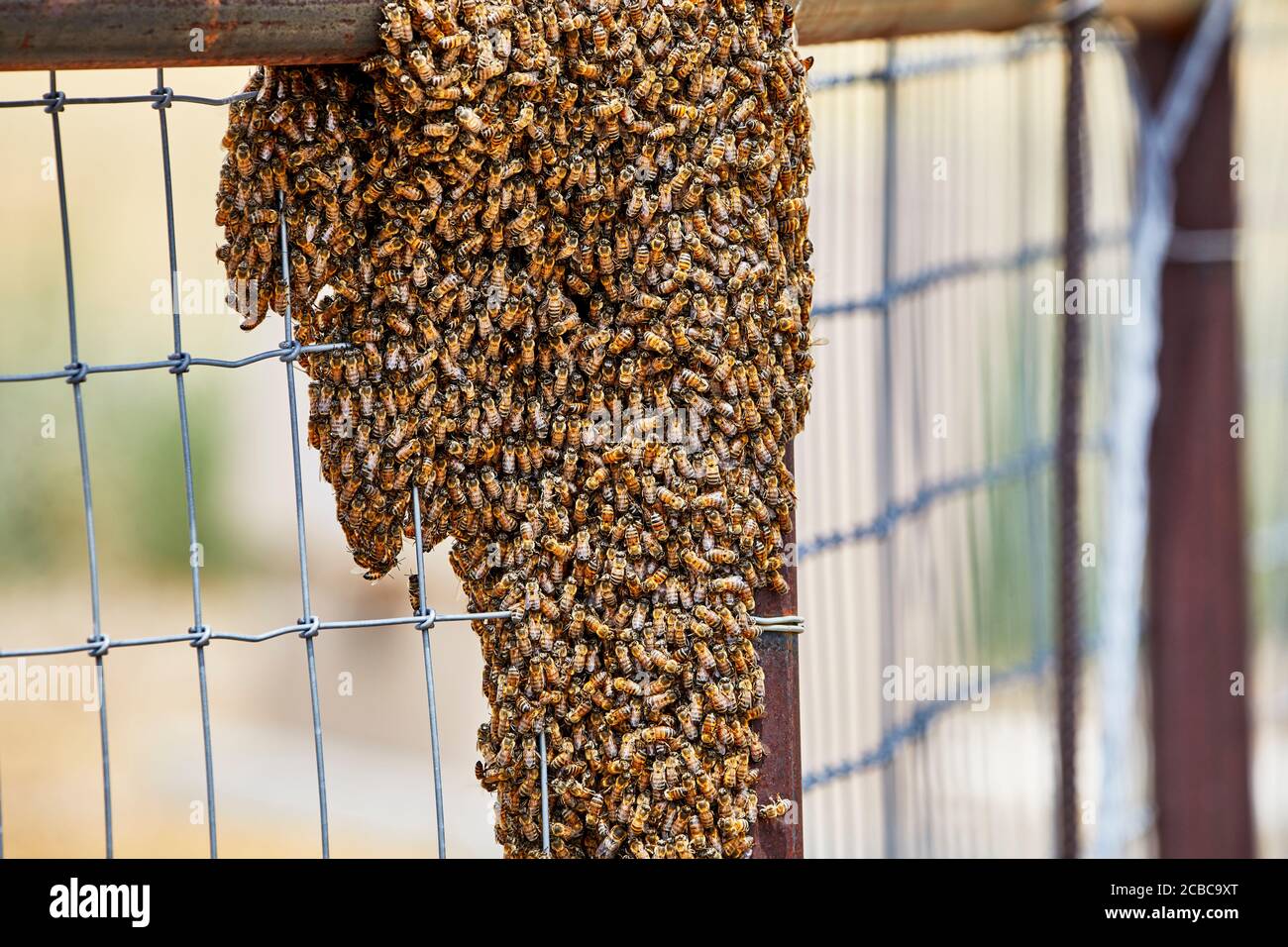 Grande sciame di api africanizzate su una fence Foto Stock