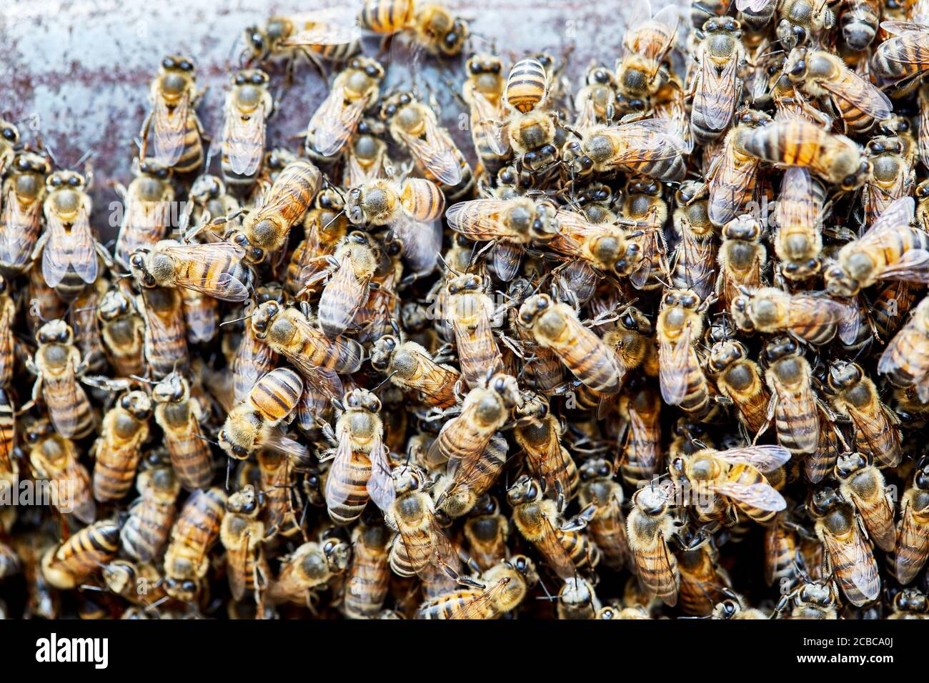 Primo piano di un grande sciame di api africanizzate su Una fence con profondità di campo poco profonda Foto Stock