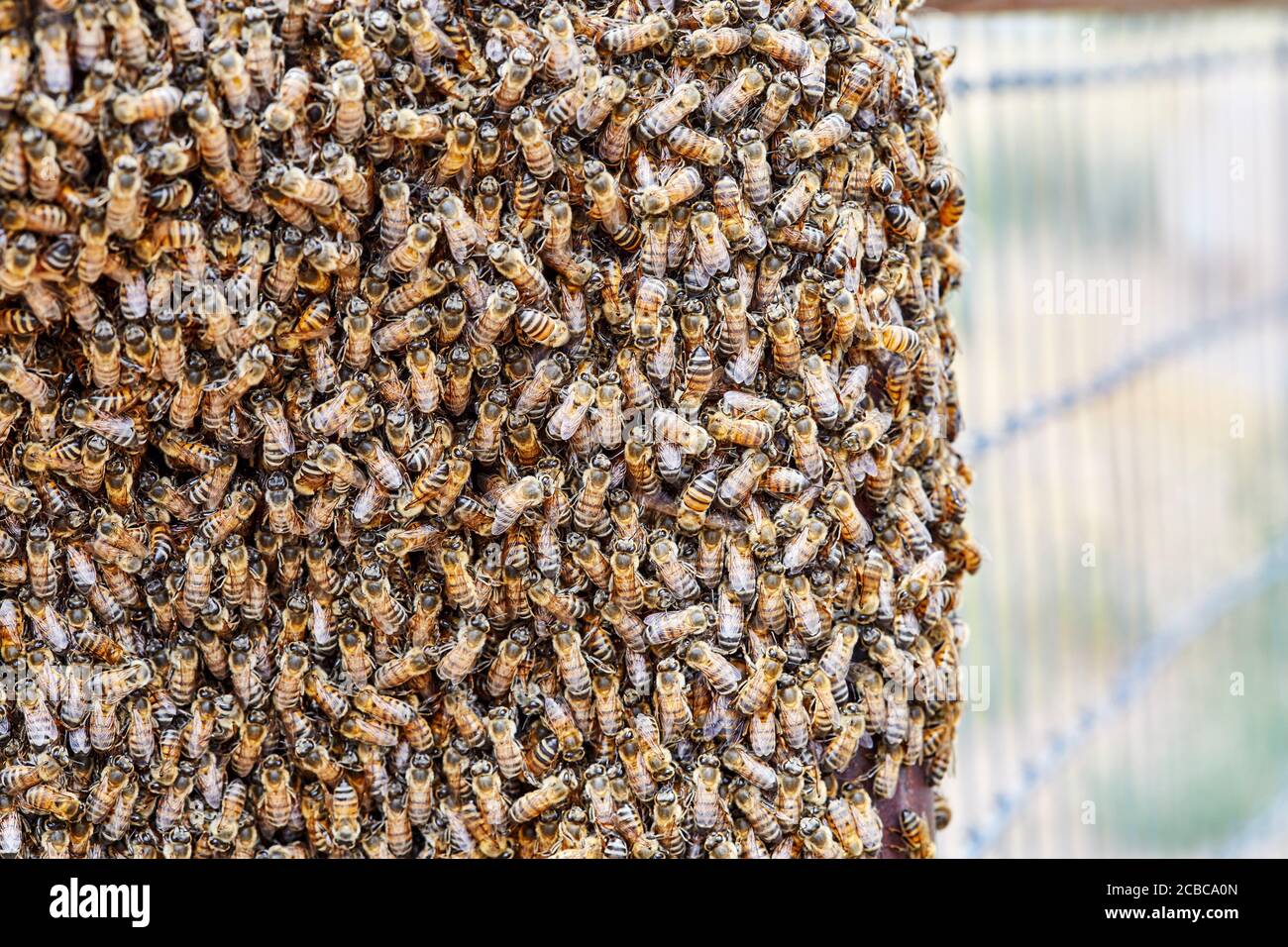 Grande sciame di api africanizzate su una fence Foto Stock