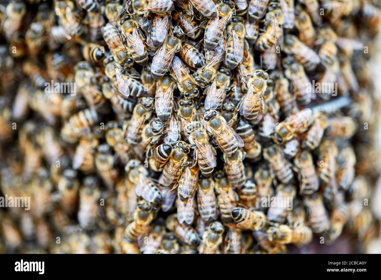 Grande sciame di api africanizzate su una fence Foto Stock