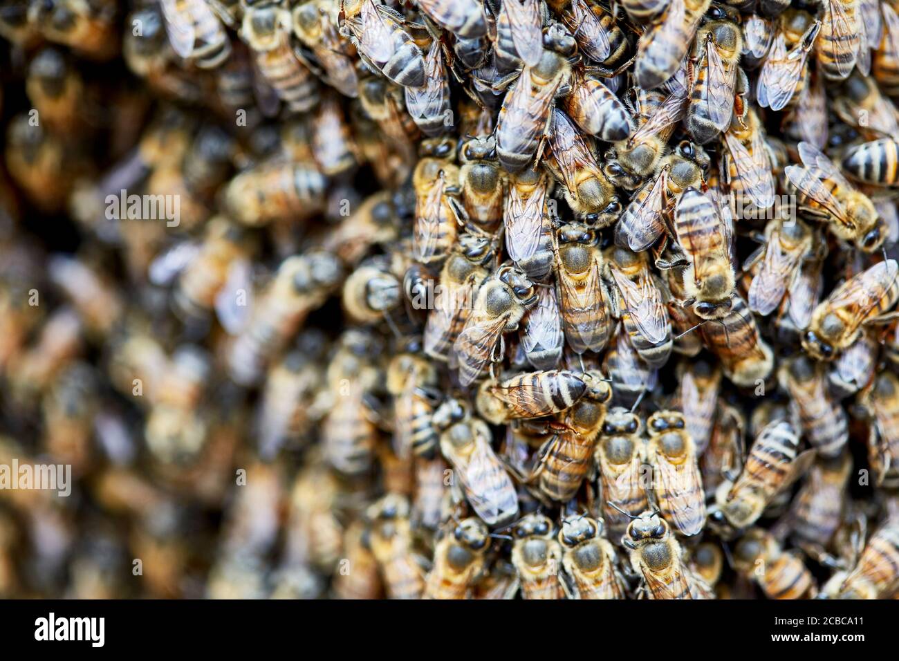 Grande sciame di api africanizzate su una fence Foto Stock
