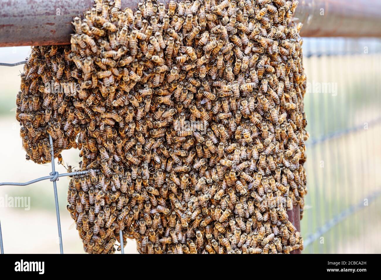 Grande sciame di api africanizzate su una fence Foto Stock