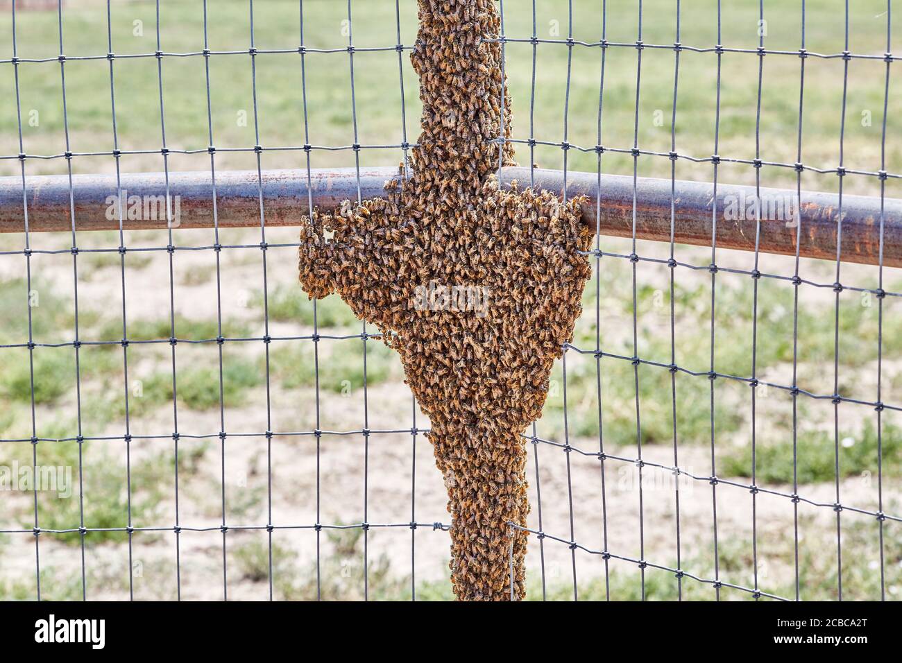 Grande sciame di api africanizzate su una fence Foto Stock