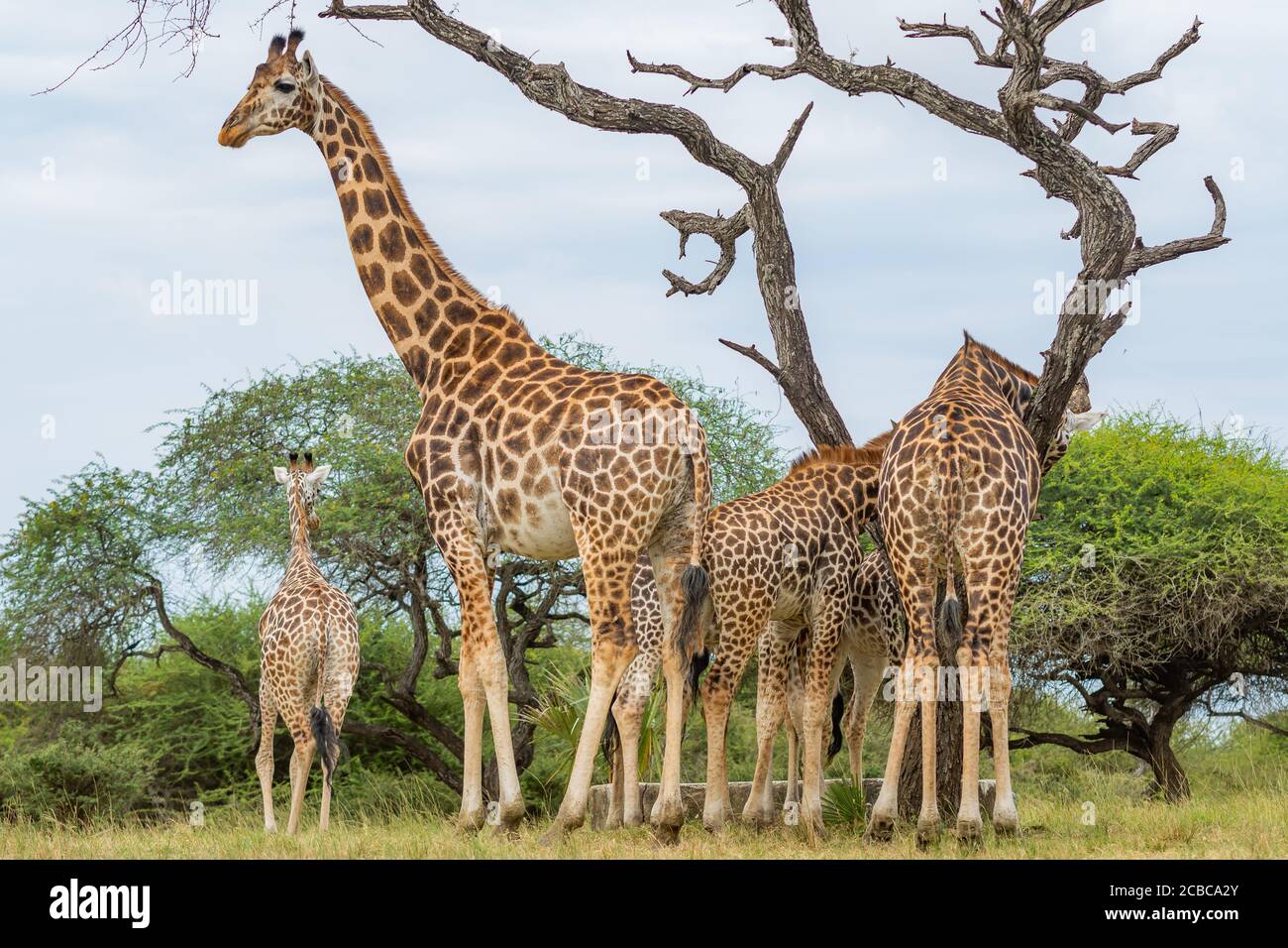 Un gruppo di giraffe africane che alimentano Foto Stock