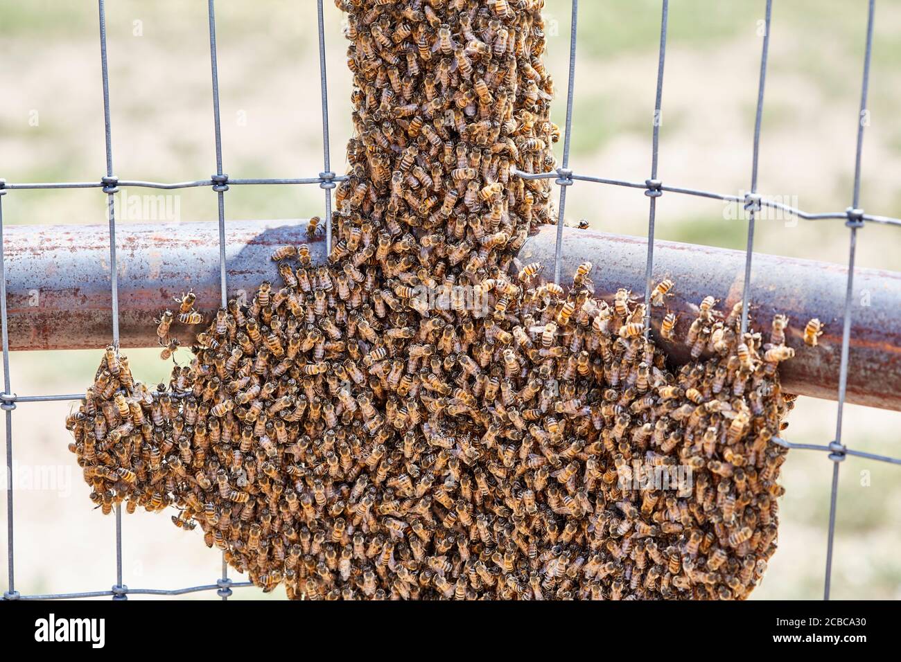 Grande sciame di api africanizzate su una fence Foto Stock