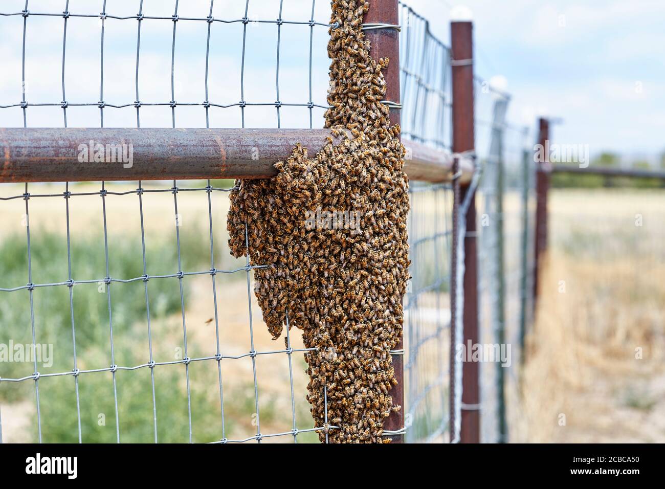 Grande sciame di api africanizzate su una fence Foto Stock