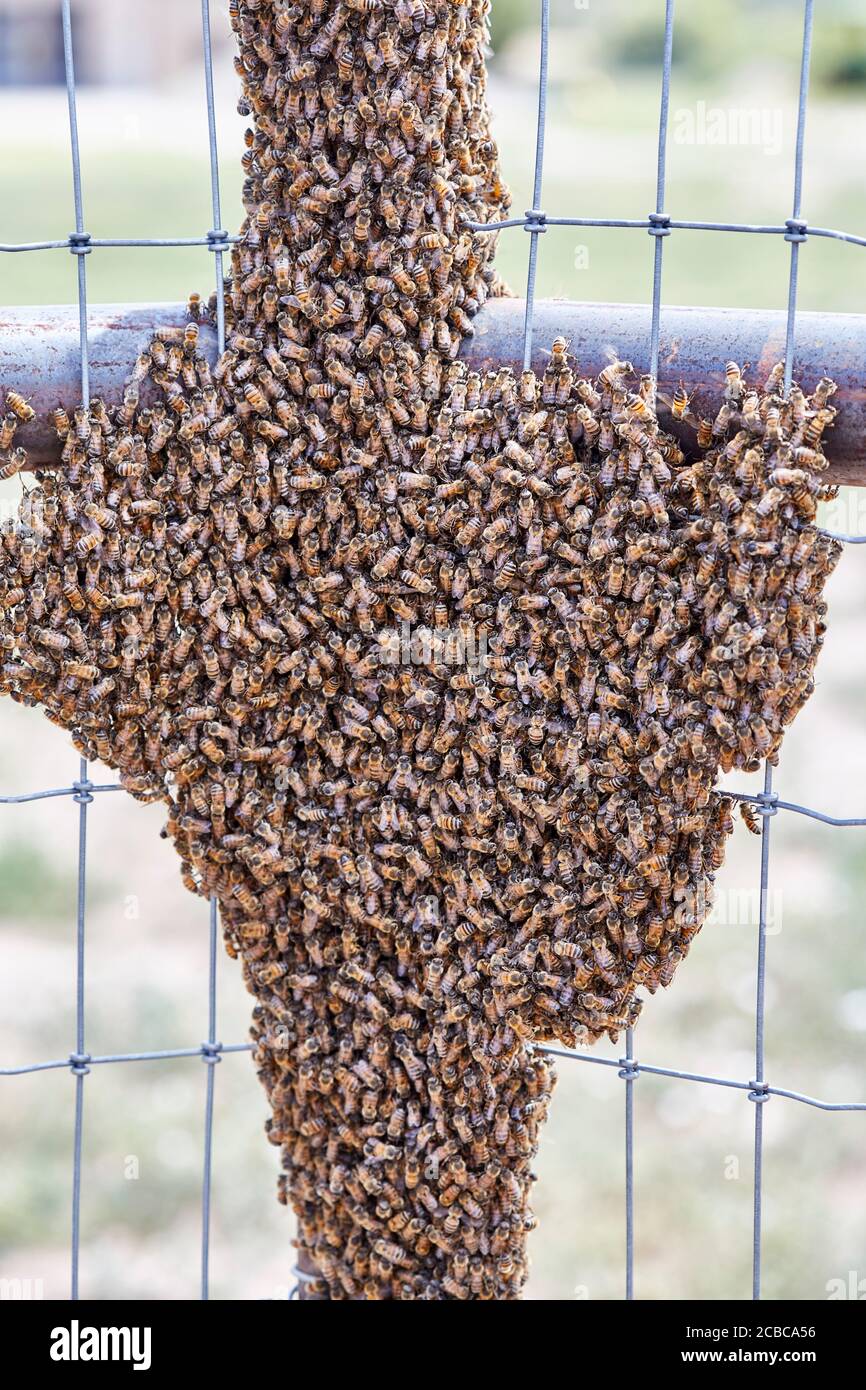 Grande sciame di api africanizzate su una fence Foto Stock