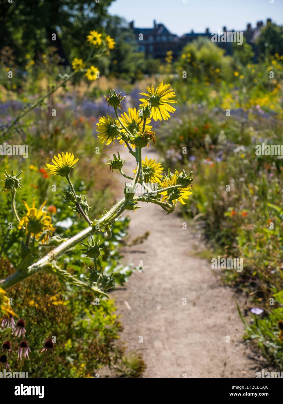 Pretty Berkheya Purpurea, Wildflowers, The Merton Borders, The Lower Garden, University of Oxford Botanic Gardens, Oxford, Oxfordshire, Inghilterra, Regno Unito, Foto Stock