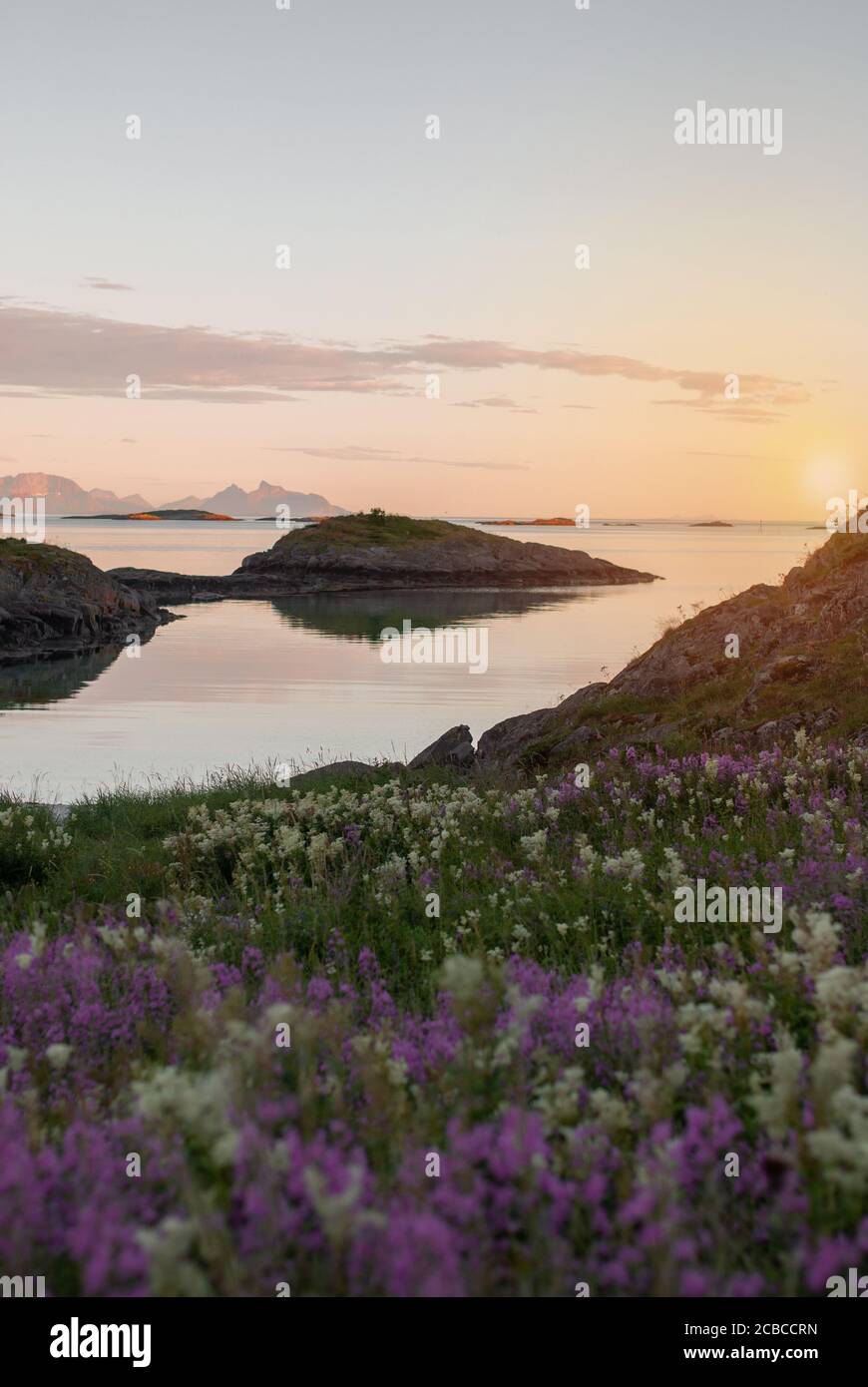 Prato fiorente sullo sfondo delle isole sopra il mare al tramonto, Lofoten, Norvegia Foto Stock