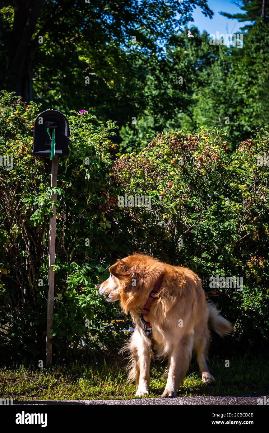Alcuni cani escono per ottenere la carta per il loro proprietario, alcuni persino recuperano l'anatra, o uccelli di gioco. Ma uno sguardo a sorpresa di questo Retriever quando è la posta. Foto Stock