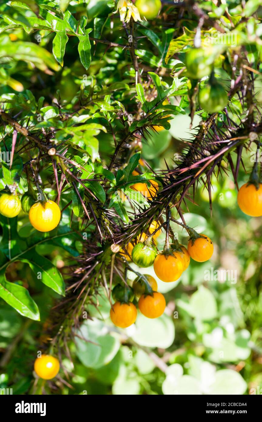 Solanum atropureum, o pianta di cinque minuti è nativo in Brasile. Foto Stock