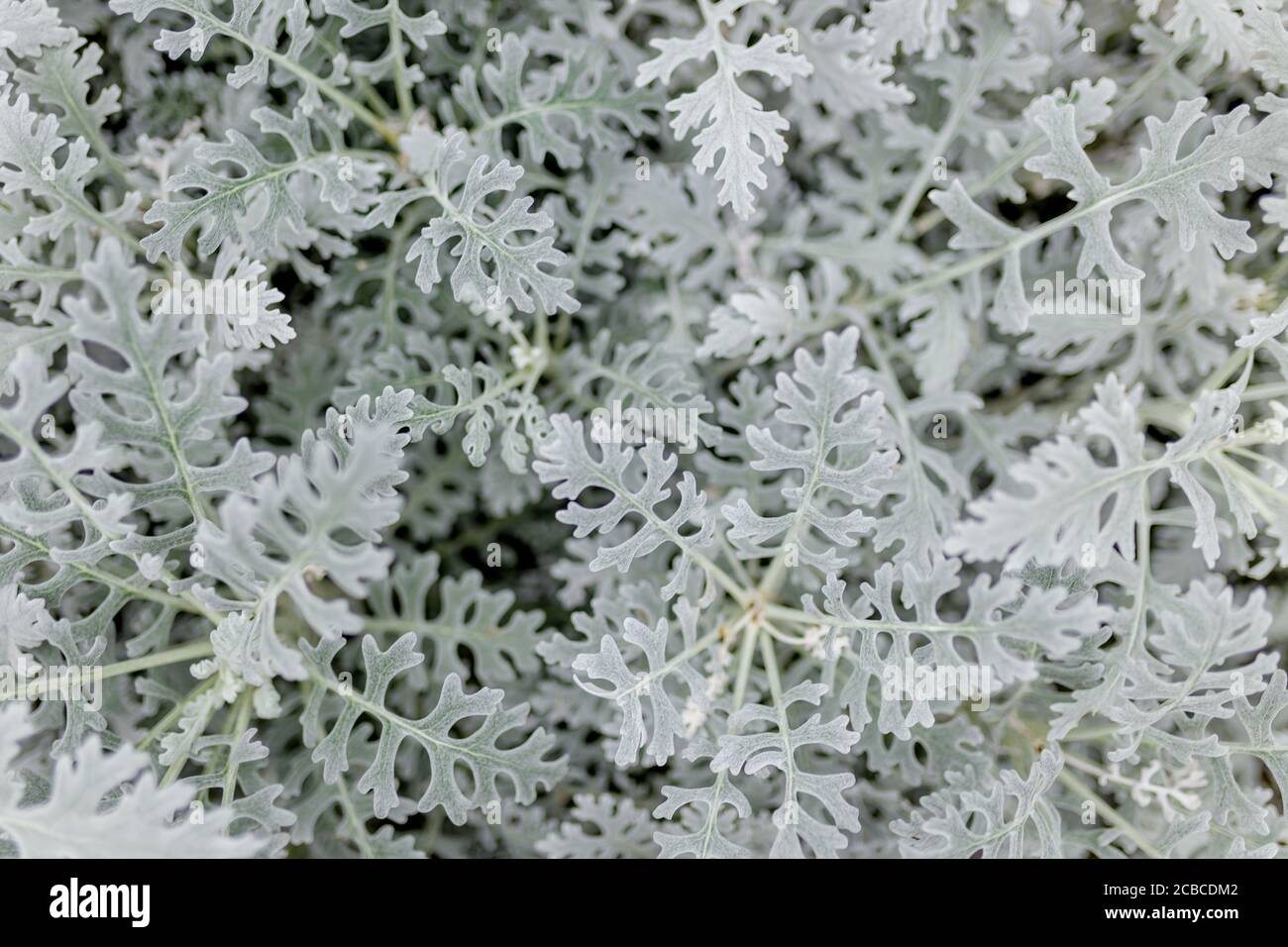 foglie bianche di piante esotiche . primo piano foto. natura concetto Foto  stock - Alamy