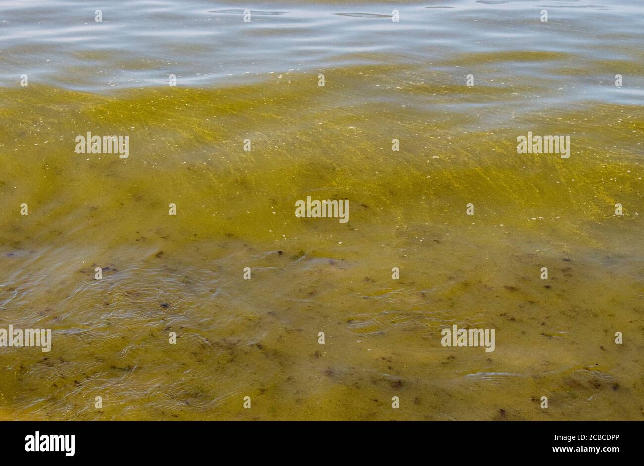 Alghe blu-verdi, cianobatteria conosciuta anche come Cyanophyta. Batteri in fiore pianta tempo in estate nel Mar Baltico dalla spiaggia. Foto Stock