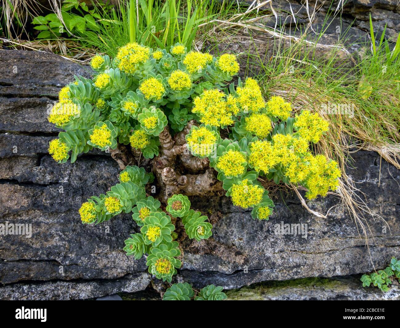 Fiore giallo Roseroot (rosea di Rhodiola) pianta che cresce su scogliera rocciosa, Scozia, Regno Unito Foto Stock