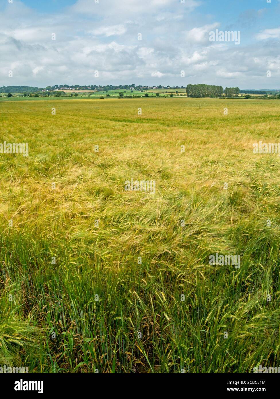 Campo di coltura di cereali di orzo verde, non maturo che cresce in Leicestershire, Inghilterra, Regno Unito Foto Stock