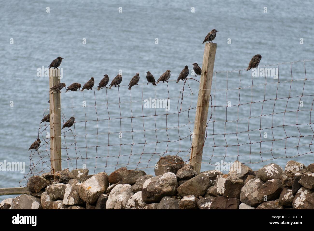 Starlings Social distancing su filo Fence Foto Stock