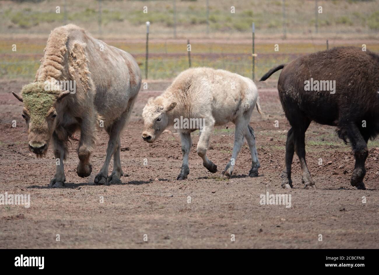 Bison occupano un campo nel nord dell'Arizona in una struttura di salvataggio dedicata a dare loro un ambiente sicuro e pulito per allevare e aumentare la popolazione Foto Stock