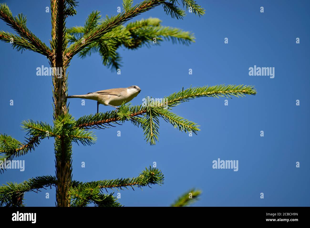 Bell'uccello su un ramo di albero Foto Stock